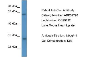 WB Suggested Anti-Cish  Antibody Titration: 0. (CISH anticorps  (N-Term))