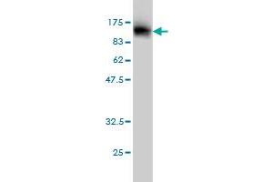 Western Blot detection against Immunogen (108.