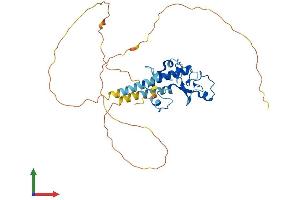 AlphaFold protein structure predicition of Human Recombinant MBNL3 Protein, UniprotID Q9NUK0