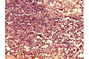 Immunohistochemistry analysis of human tonsil tissue using ABIN7158630 at dilution of 1:100 (LY6H anticorps  (AA 26-115))