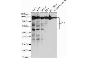 Western blot analysis of extracts of various cell lines, using FLG antibody (ABIN7267204) at 1:1000 dilution. (Filaggrin anticorps)
