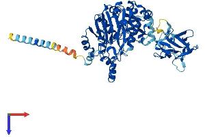 AlphaFold protein structure predicition of Mouse Recombinant Galnt13 Protein, UniprotID Q8CF93