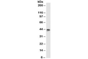 Western blot testing of MCF7 cell lysate with MFGE8 antibody (clone SPM291). (MFGE8 anticorps)