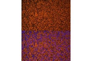 Immunofluorescence analysis of mouse embryos cells using PTCH1 antibody (ABIN7269184) at dilution of 1:100.