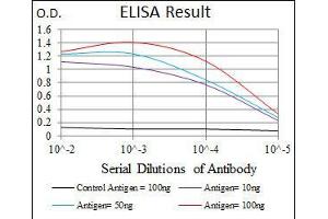 anti-Neurofilament, Heavy Polypeptide (NEFH) (AA 968-1020) antibody