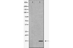 Western blot analysis of Mouse liver tissue lysates, using SPINLW1 Antibody.