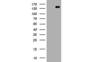 Image no. 1 for anti-Protocadherin 7 (PCDH7) antibody (ABIN1500050) (PCDH7 anticorps)