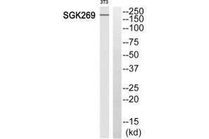 Western blot analysis of extracts from 3T3 cells, using SGK269 antibody. (PEAK1 anticorps  (N-Term))