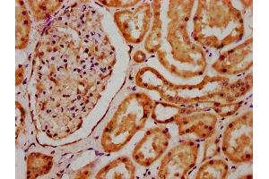 IHC image of ABIN7168763 diluted at 1:700 and staining in paraffin-embedded human kidney tissue performed on a Leica BondTM system. (SCLY anticorps  (AA 3-138))