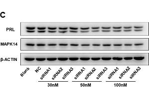 MAPK14 siRNA reduces PRL production in GH3 cells. (beta Actin anticorps)