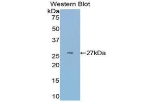 Western Blotting (WB) image for anti-Cysteine-Rich, Angiogenic Inducer, 61 (CYR61) (AA 176-379) antibody (ABIN1858599) (CYR61 anticorps  (AA 176-379))