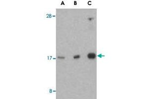 Western blot analysis of RHEB in mouse brain tissue lysate with RHEB polyclonal antibody  at (A) 1, (B) 2, and (C) 4 ug/mL . (RHEB anticorps  (Internal Region))