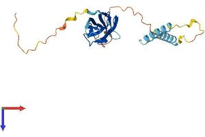 AlphaFold protein structure predicition of Mouse Recombinant Mospd3 Protein, UniprotID Q8BGG6