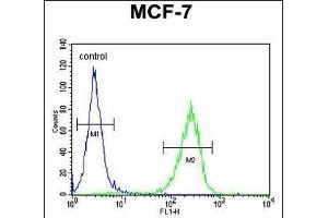 anti-CO027 (AA 503-531), (C-Term) antibody