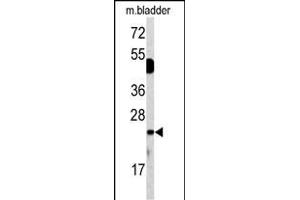 Western blot analysis of DUSP14 antibody (N-term) (ABIN392877 and ABIN2842285) in mouse bladder tissue lysates (35 μg/lane).