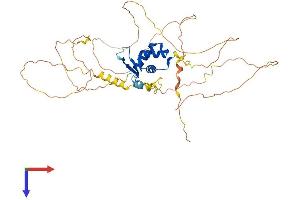 AlphaFold protein structure predicition of Human Recombinant FOXA2 Protein, UniprotID Q9Y261
