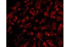 Immunofluorescence of ApoA1 in human liver tissue with AP30068PU-N ApoA1 antibody at 20 μg/ml. (APOA1 anticorps  (N-Term))