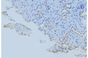 ABIN6279448 at 1/100 staining Mouse kidney tissue by IHC-P. (GORASP1 anticorps  (Internal Region))