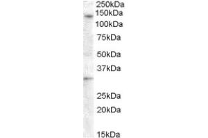 Image no. 1 for anti-G Protein-Coupled Receptor 125 (GPR125) (Internal Region) antibody (ABIN374967)