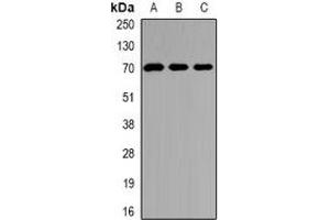 Western blot analysis of Kv4. (KCND2 anticorps)
