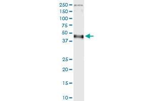 Immunoprecipitation of IRF9 transfected lysate using anti-IRF9 MaxPab rabbit polyclonal antibody and Protein A Magnetic Bead , and immunoblotted with IRF9 purified MaxPab mouse polyclonal antibody (B01P) .