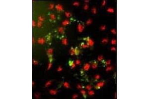 Immunofluorescence analysis of AP18157PU-N PPP2R2B Antibody (Center) with hela cells. (PPP2R2B anticorps  (AA 110-139))