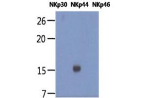 The recombinant human proteins of NKp30, NKp44, and NKp46 (each 20ng per well) were resolved by SDS-PAGE, transferred to PVDF membrane and probed with anti-human NKp44 antibody (1:1000). (NKp44/NCR2 anticorps)