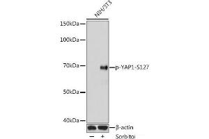 Western blot analysis of extracts of NIH3T3 cells using Phospho-YAP1(S127) Polyclonal Antibody at dilution of 1:1000. (YAP1 anticorps  (pSer127))