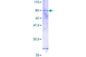 Image no. 1 for General Transcription Factor IIH, Polypeptide 4, 52kDa (GTF2H4) (AA 1-462) protein (GST tag) (ABIN1306149)