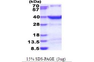 SDS-PAGE (SDS) image for Heat Shock Transcription Factor 2 Binding Protein (HSF2BP) (AA 1-334) protein (His tag) (ABIN5853840) (HSF2BP Protein (AA 1-334) (His tag))