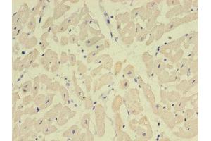 Immunohistochemistry of paraffin-embedded human heart tissue using ABIN7161056 at dilution of 1:100 (NPPB anticorps  (AA 27-102))