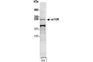 Western Blotting (WB) image for anti-Mechanistic Target of Rapamycin (serine/threonine Kinase) (mTOR) (AA 1350-1400) antibody (ABIN7449772) (MTOR anticorps  (AA 1350-1400))
