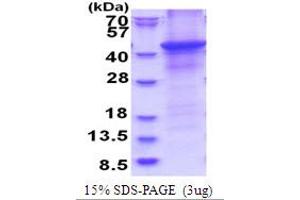 SDS-PAGE (SDS) image for Hyaluronan and Proteoglycan Link Protein 1 (HAPLN1) (AA 16-354) protein (His tag) (ABIN5778036) (HAPLN1 Protein (AA 16-354) (His tag))