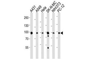 Western blot analysis of lysate from A431, A549, HeLa, SK-N-MC, mouse NIH3T3, rat PC-12 cell line using HSP90 antibody at 1:1000. (HSP90 anticorps  (N-Term))