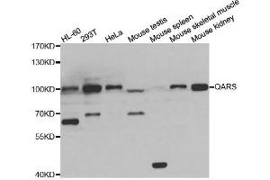 Western blot analysis of extracts of various cell lines, using QARS antibody. (QARS anticorps)