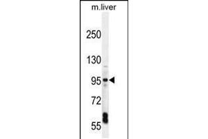 Western blot analysis in mouse liver tissue lysates (35ug/lane). (EXOC3L1 anticorps  (C-Term))