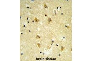 Immunohistochemistry (IHC) image for anti-MpV17 Mitochondrial Inner Membrane Protein (MPV17) antibody (ABIN3003896)