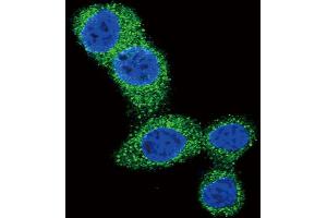 Immunofluorescence (IF) image for anti-BCL2 Binding Component 3 (BBC3) (BH3 Domain) antibody (ABIN2997194)