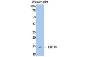 Western Blotting (WB) image for anti-Urocortin (UCN) (AA 31-121) antibody (ABIN1172637)