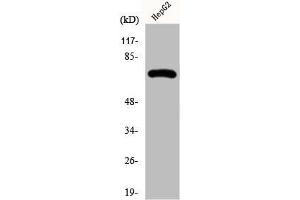 Western Blot analysis of HepG2 cells using Fnk Polyclonal Antibody (PLK3 anticorps  (Internal Region))
