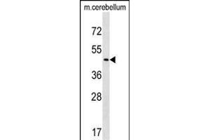 CHST2 Antibody (C-term) (ABIN1537406 and ABIN2838296) western blot analysis in mouse cerebellum tissue lysates (35 μg/lane). (CHST2 anticorps  (C-Term))
