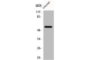Western Blot analysis of A549 cells using CLK2 Polyclonal Antibody (CLK2 anticorps  (N-Term))
