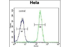 FOXK1 Antibody (C-term) (ABIN1881350 and ABIN2843100) flow cytometric analysis of Hela cells (right histogram) compared to a negative control cell (left histogram). (Foxk1 anticorps  (C-Term))