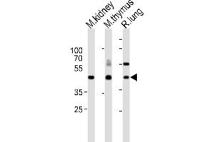 Western blot analysis of lysates from mouse kidney, mouse thymus, rat lung tissue lysate (from left to right), using Dlk1 Antibody (C-term) (ABIN6243158 and ABIN6577630). (DLK1 anticorps  (C-Term))