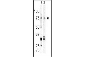 Western Blotting (WB) image for anti-Polo-Like Kinase 3 (PLK3) (C-Term) antibody (ABIN360487) (PLK3 anticorps  (C-Term))