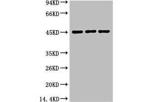 Western blot analysis of 1) Hela, 2) Mouse Heart tissue, 3) Rat Heart Tissue, diluted at 1:2000.