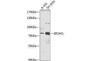 Western blot analysis of extracts of various cell lines, using EIF2 antibody (ABIN6131600, ABIN6140021, ABIN6140022 and ABIN6218371) at 1:1000 dilution. (EIF2AK1 anticorps  (AA 371-630))