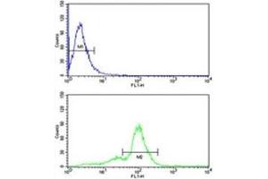 ACR antibody flow cytometric analysis of human MDA-MB231 cells (bottom histogram) compared to a negative control (top histogram).