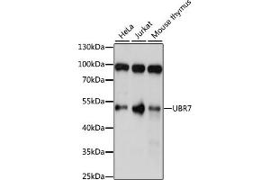 Western blot analysis of extracts of various cell lines, using UBR7 antibody (ABIN7271137) at 1:1000 dilution.