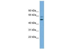 WB Suggested Anti-PSMD12 Antibody Titration: 0.